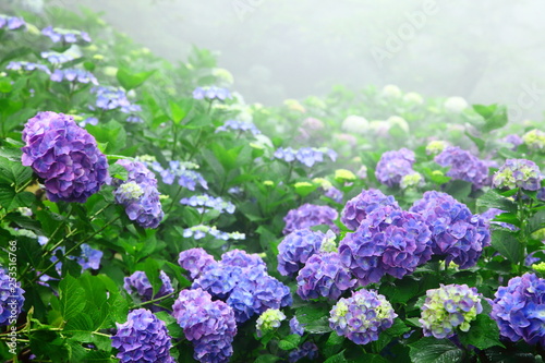 Konstfotografi 紫雲出山の紫陽花