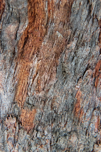 bark of a tree © sathaporn