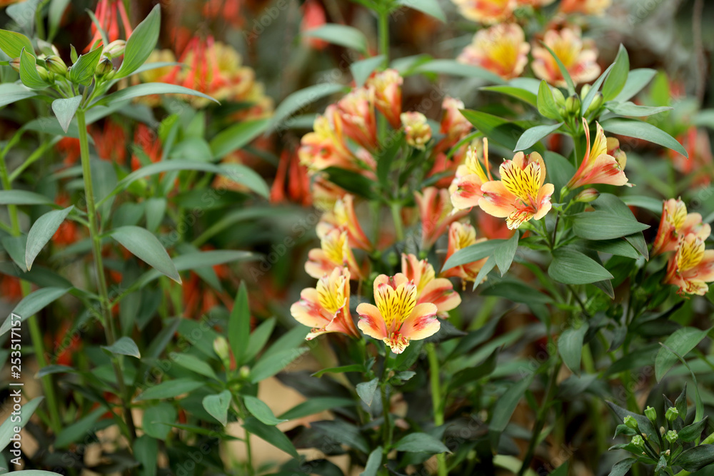 Obraz premium Orange Blume