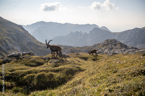 An ibex on the Hochschwab moutain on a sunny day, Austria © Michael