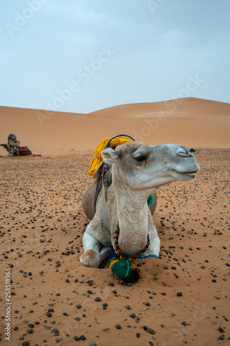 In the early morning, a camel is posing in the Sahara desert of Morocco