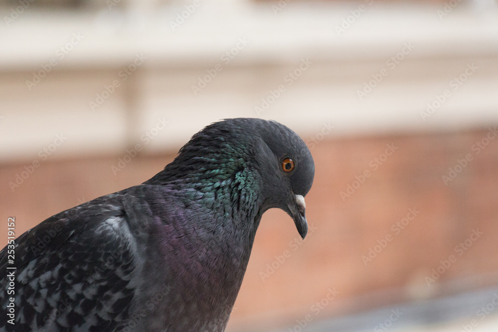 Close up view of a rock dove head. Close up view of a rock dove head.