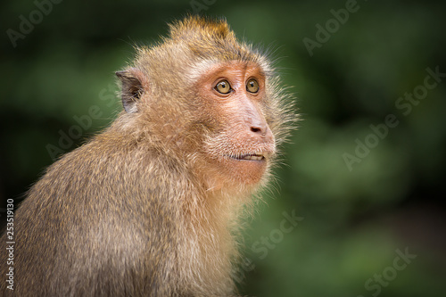 Macaque © Keith Newman