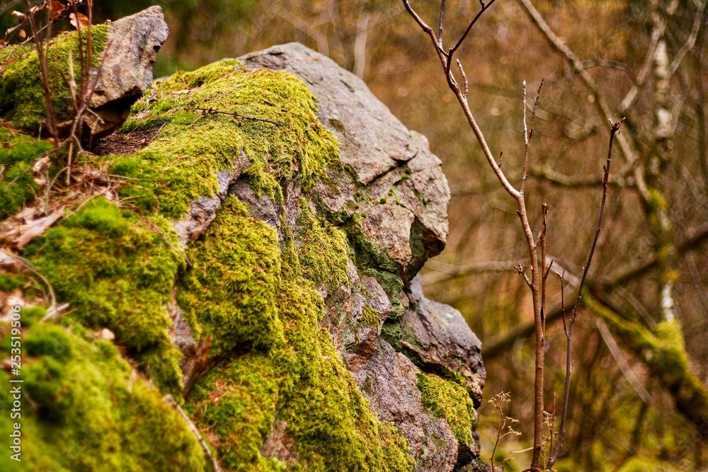 A Moss Rock
