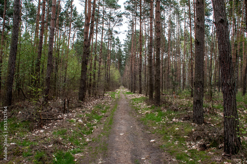 górski widok las