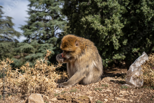 A macaque monkey is sitting on the edge of the forest and eating a fruit  Atlas Mountain  Morocco