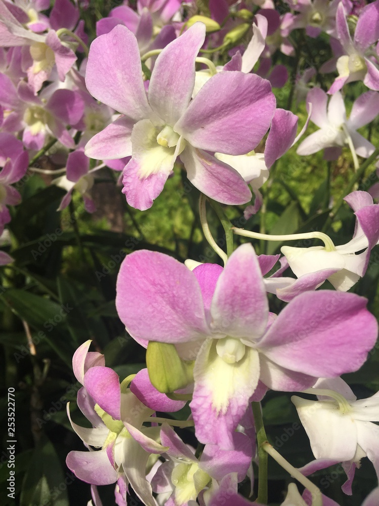 Dendrobium Lucian Pink Orchidaceae flowers in Singapore garden. Orchid flowers stock photo Dendrobium Lucian Pink Orchidaceae flowers in Singapore garden. Orchid flowers stock photo
