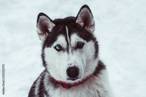 beautiful husky dog in a winter park,husky dog  portrait