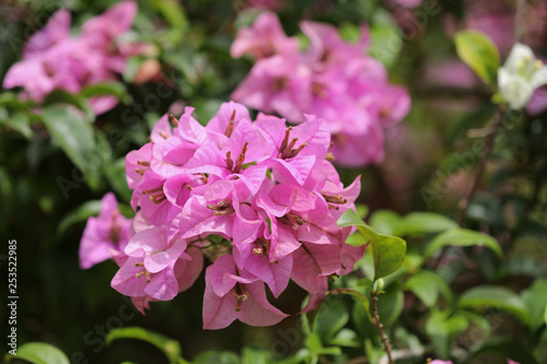 Wallpaper Mural Lila Blume Torontodigital.ca