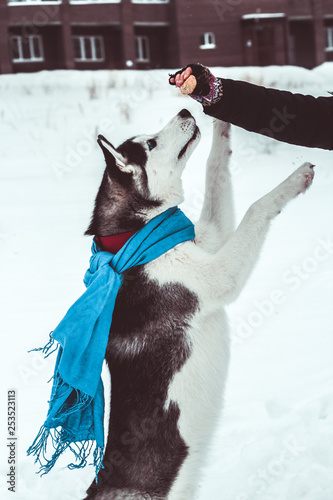 beautiful husky dog in a blue scarf jumps for a treat in the hand of his owner , husky dog training in the winter park