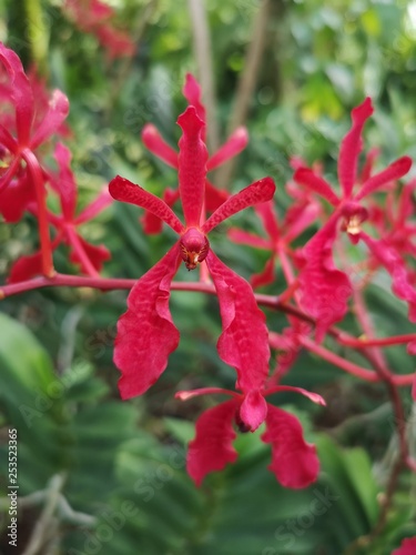 Renanthera Paloma Picasso flowers in Singapore garden. Orchid flowers stock photo