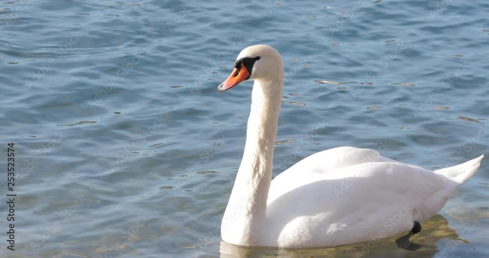 Closeup shot of a Swan swimming in a small lake on a sunny day. Closeup shot of a Swan swimming in a small lake on a sunny day.