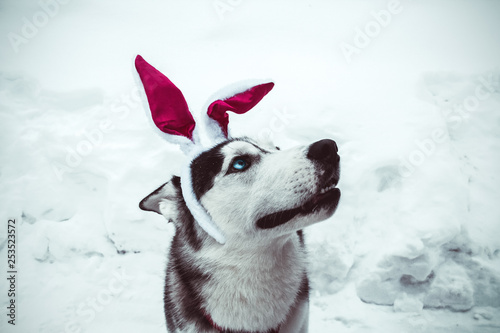 positive happy husky dog wearing bunny ears on the street in winter © dvulikaia