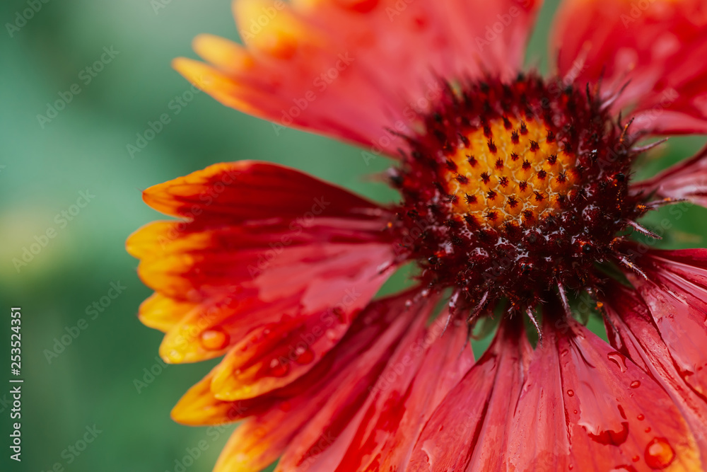 Scenic flowering gaillardia pulchella in macro. Amazing wet red yellow flower close-up with copy space. Wonderful petals with raindrops. Dew on beautiful blooming flower. Drops on plant. Rich flora. Scenic flowering gaillardia pulchella in macro. Amazing wet red yellow flower close-up with copy space. Wonderful petals with raindrops. Dew on beautiful blooming flower. Drops on plant. Rich flora.