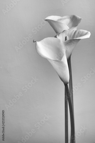Print op canvas Monochrome calla lilies