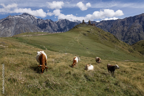 Cows eating grass on the mountain