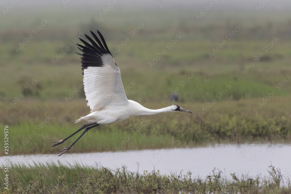 Critically Endangered Whooping Crane in Aransas National Wildlife Refuge on a very foggy morning Critically Endangered Whooping Crane in Aransas National Wildlife Refuge on a very foggy morning