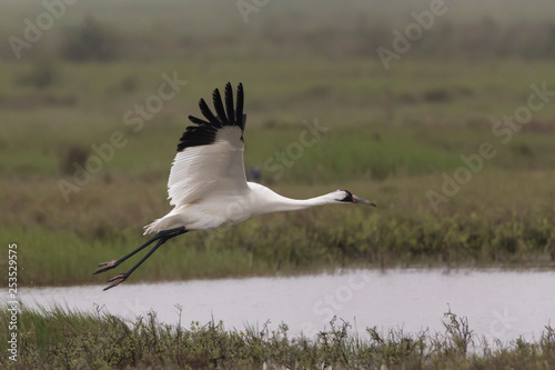 Critically Endangered Whooping Crane in Aransas National Wildlife Refuge on a very foggy morning © Dennis Donohue