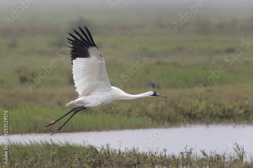 Critically Endangered Whooping Crane in Aransas National Wildlife Refuge on a very foggy morning photo