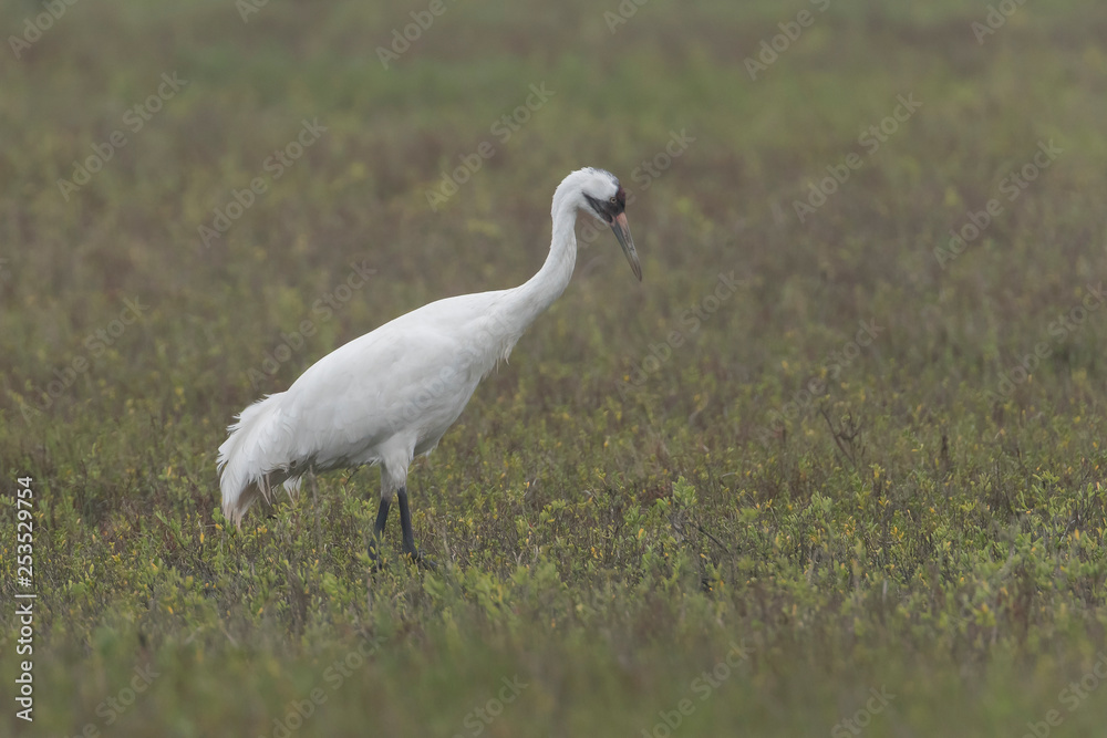 Critically Endangered Whooping Crane in Aransas National Wildlife Refuge on a very foggy morning Critically Endangered Whooping Crane in Aransas National Wildlife Refuge on a very foggy morning
