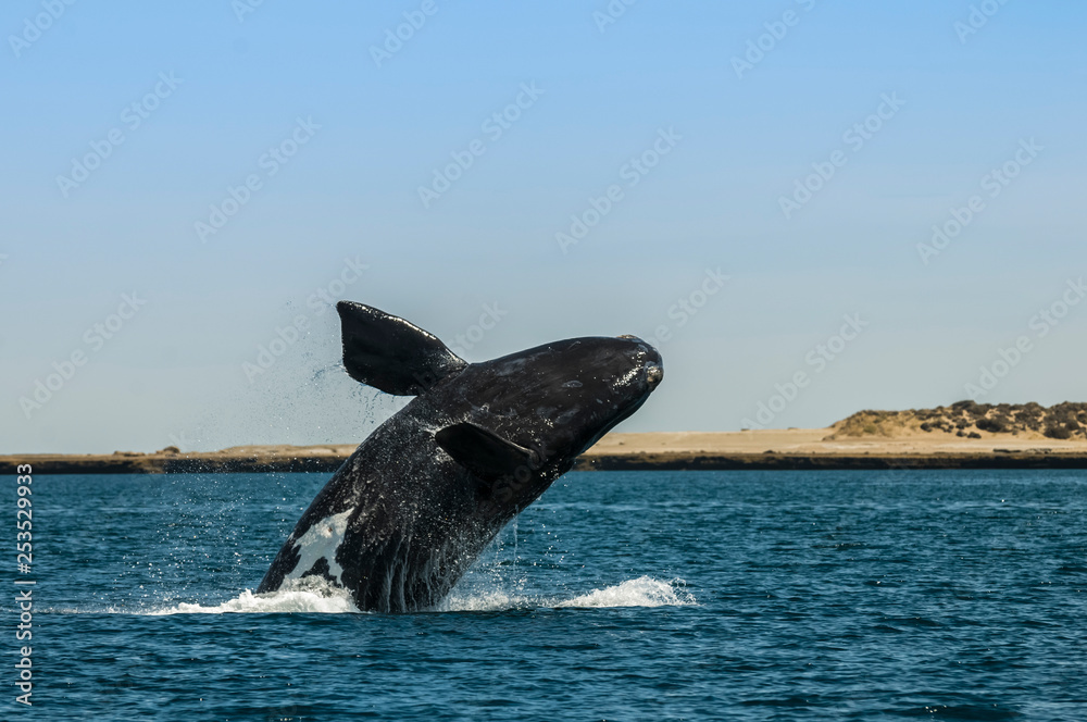 Fototapeta premium Whale jumping in Peninsula Valdes,, Patagonia, Argentina