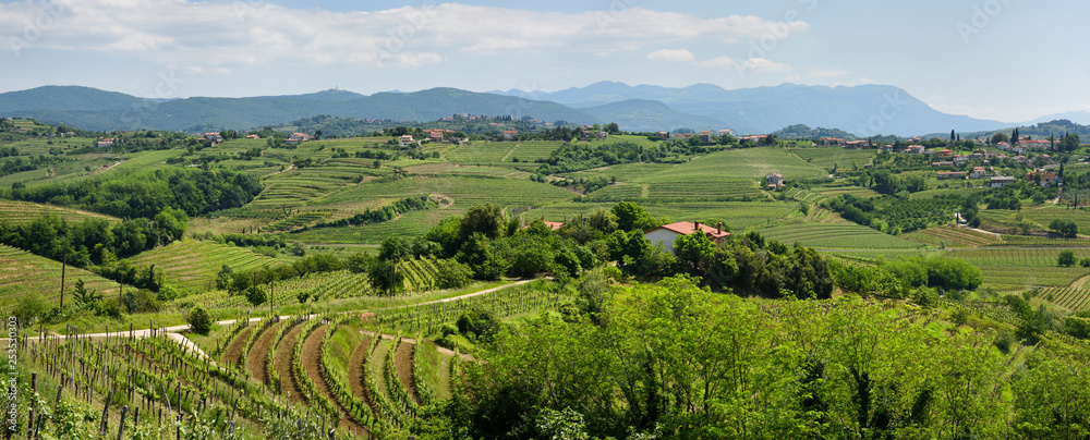 Panorama of Vineyards in the green hills of Gorizia Brda from Sveta Gora and Gornje Cerovo to Vipolze Slovenia