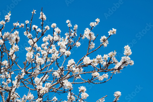 White flowers spring background