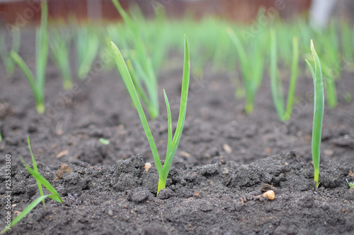 Green onion from ground at spring