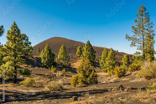 Pine trees growing from black volcanic soil.