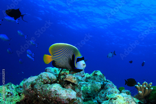Coral reef and fish in ocean  © Richard Carey