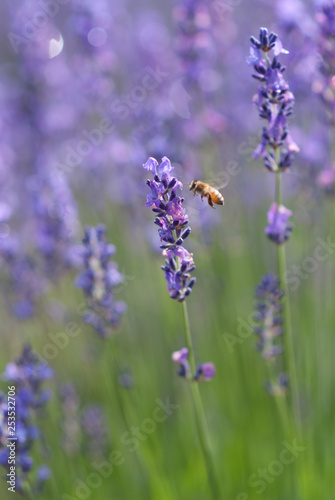 Bees with Lavender - ラベンダーと蜂
