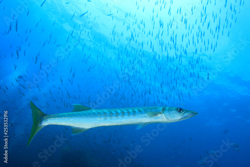 Barracuda fish 
