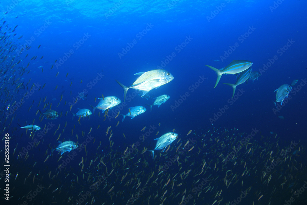Coral reef and fish in ocean Coral reef and fish in ocean