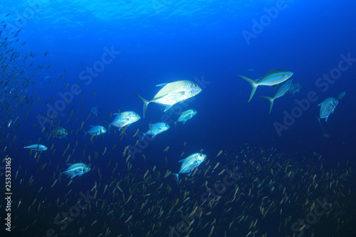 Coral reef and fish in ocean 