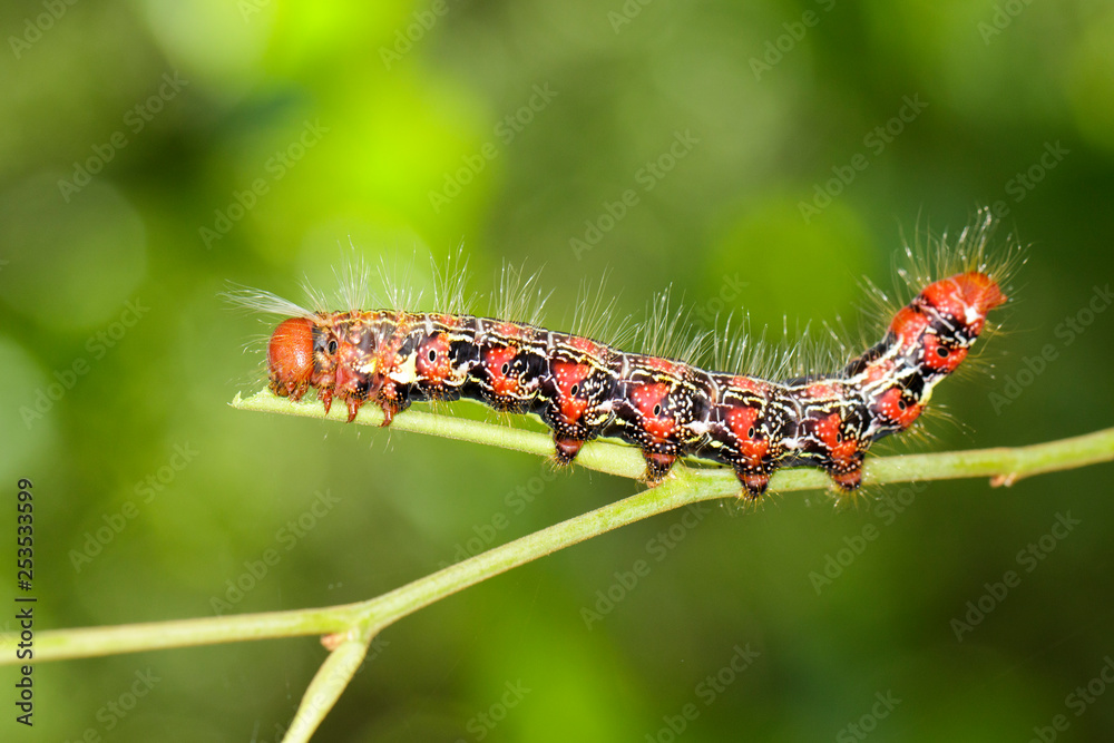 Image of a red-black caterpillar bug on green branch. Insect. Animal. Image of a red-black caterpillar bug on green branch. Insect. Animal.