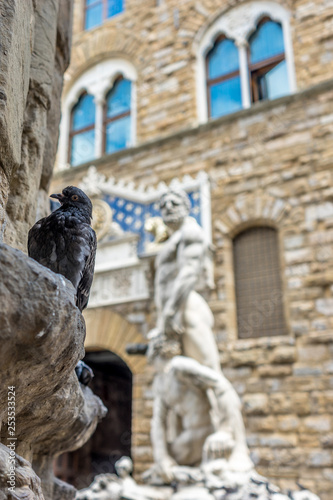 Italy,Florence, Piazza della Signoria with a pigeon