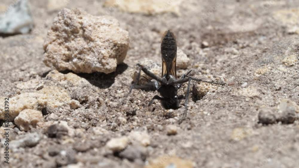 Sphex digger wasp burrowing with jaws, moving rocks. Locked off close up macro Sphex digger wasp burrowing with jaws, moving rocks. Locked off close up macro