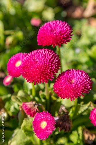 Pretty pink bellis flowers  with a shallow depth of field