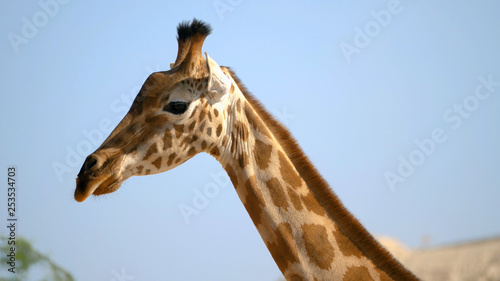 Closeup of beautiful giraffe © Azhorov
