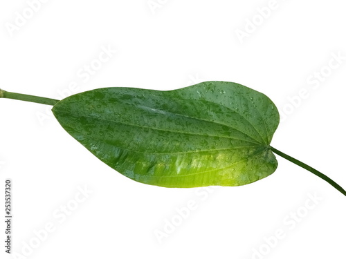 Green Leaf of Alisma plantago-aquatica, known as European water-plantain, common water-plantain or mad-dog weed, flowering aquatic plant isolate on white background.