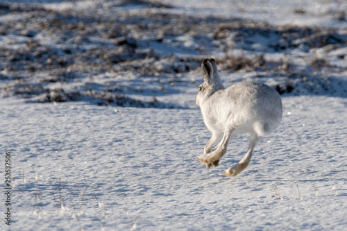 Mountain hare (lepus timidus) running across snow