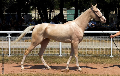Canvas Print Portrait of akhal-teke horse.