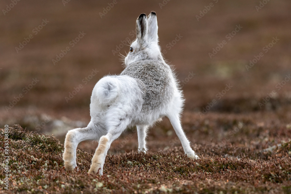 Mountain Hare (Lepus timidus) stretching in white coat on brown heather, facing away from camera Mountain Hare (Lepus timidus) stretching in white coat on brown heather, facing away from camera