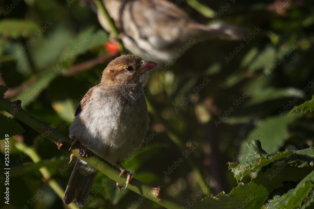 Spatz Sperling Sparrow