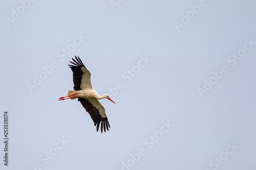 White Stork (Ciconia ciconia) in spring flying over the nature protection area Mönchbruch near Frankfurt, Germany.