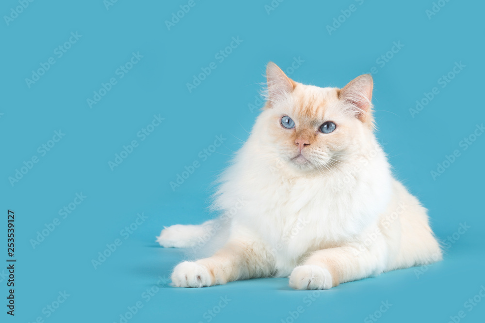 Ragdoll cat lying down with blue eyes looking away on a blue background