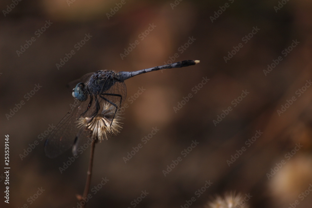 Fototapeta premium DragonFly