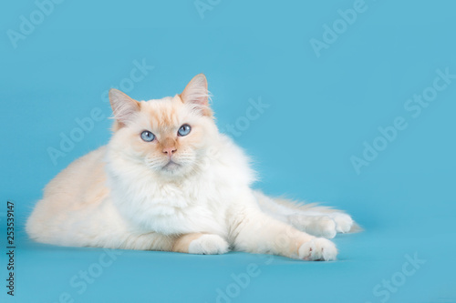 Pretty Ragdoll cat with blue eyes lying down on a blue background