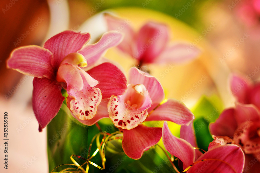 Bouquet of pink beautiful orchid flowers close up