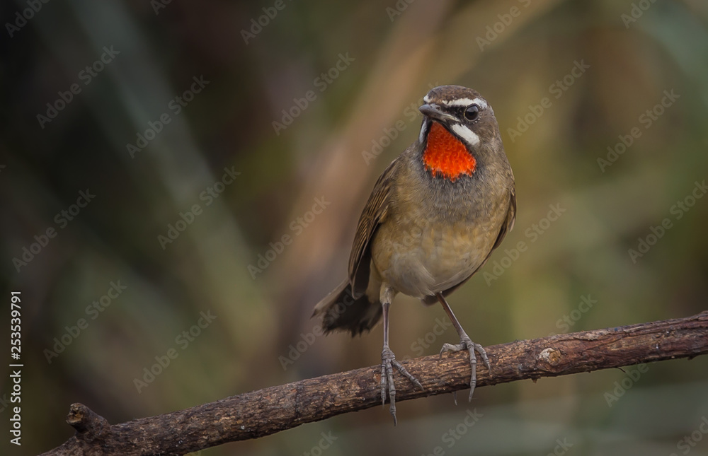 Siberian Rubythroat ( Luscinia calliope ) on dry branch. Siberian Rubythroat ( Luscinia calliope ) on dry branch.